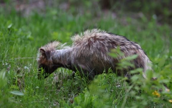 지난 24일 오후 인천시 연수구 송도동 수변 산책로에서 ‘개선충’에 감염된 것으로 보이는 너구리가 이동하고 있다. 연합뉴스