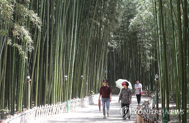 태화강 국가정원 십리대숲 [연합뉴스 자료사진]