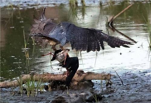 장다리물떼새 잡은 매 [촬영 유형재]