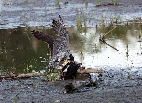 사냥한 먹잇감을 뜯어 먹는 매 [촬영 유형재]