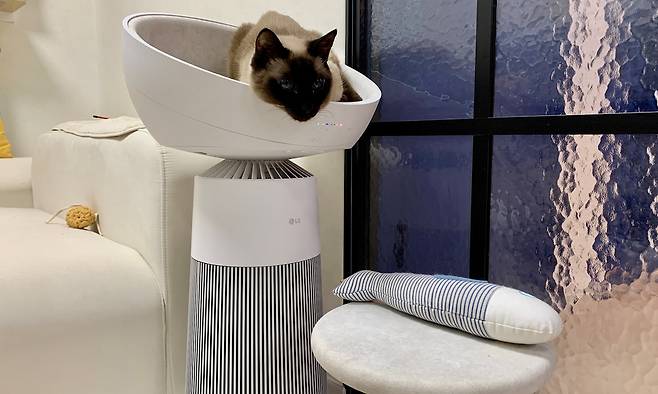 LG에어로캣타워에 오른 고양이 춘심 [촬영 한지은]