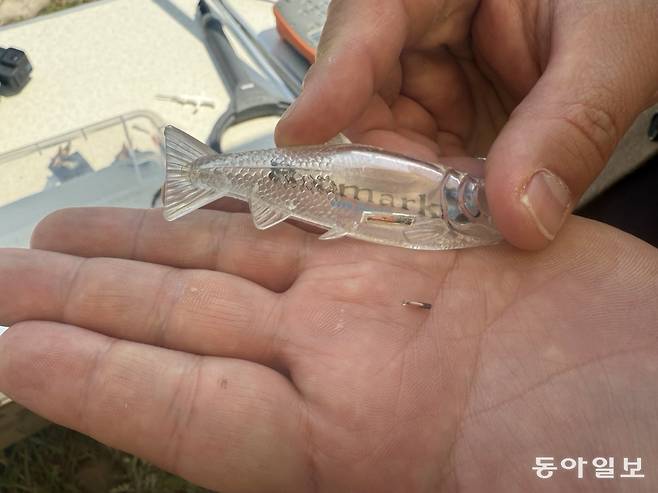국립생태원은 2021년부터 벌여 온 꼬치동자개 복원 방류 사업에서 작은 무선개체식별장치(PIT tag)를 모든 개체의 배에 심었다. 경산=전채은 기자 chan2@donga.com