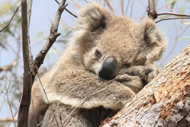 호주 빅토리아주 정부가 산불 후유증에 고통받는 코알라 700마리를 총살해 논란이다. 사진=게티이미지