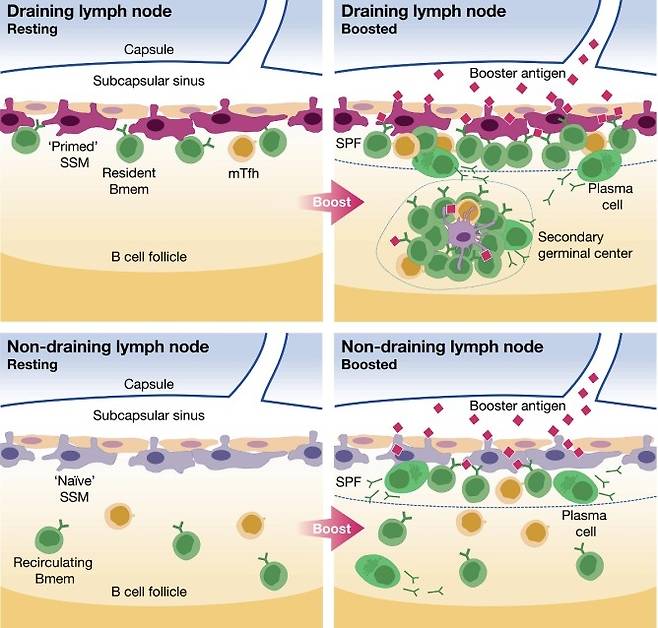 백신 접종 시 주사 부위에서 가까운 림프절과 먼 림프절의 반응 차이 생쥐 실험 결과 백신을 접종하면 기억 B 세포가 가장 가까운 림프절(dLN : draining lymph node) 외곽 층으로 이동해 그곳의 대식세포(macrophages)와 상호작용하는 것으로 나타났다. 또 같은 위치에 추가 접종을 하면 림프절의 대식세포가 항원을 효율적으로 포착하고 기억 B 세포를 활성화해 항체 형성 반응이 신속하고 강하게 일어나게 유도하는 것으로 밝혀졌다. 그러나 주사 부위에서 멀리 떨어져 있는 림프절(non-dLN)에서는 대식세포와 기억 B 세포 간 상호작용이 신속하게 일어나지 않았다. [Cell / Tri Phan et al. 제공. 재판매 및 DB 금지]