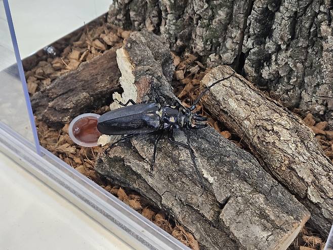 국립수목원에서 복원 중인 장수하늘소 [촬영 조승한]