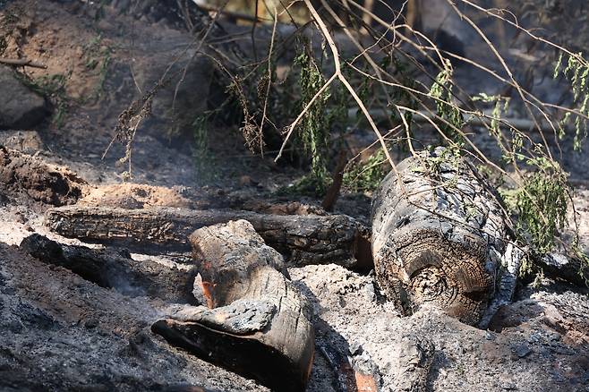 남아있는 불씨 (대구=연합뉴스) 박세진 기자 = 29일 대구 북구 노곡동 함지산 산불 최초 발화 추정지 일대에 불씨가 남아 있다. 2025.4.29 psjpsj@yna.co.kr