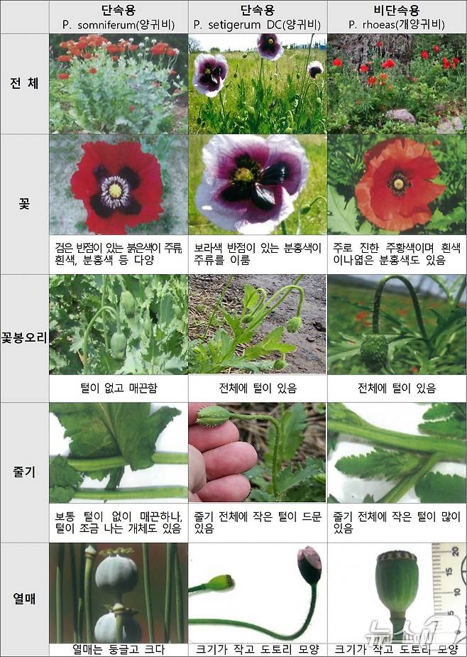단속용 양귀비와 관상용 양귀비 비교.(제주해양경찰청 제공. 재판매 및 DB 금지)