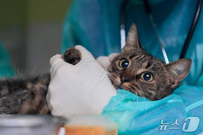 동물병원에서 치료 받는 고양이(사진 이미지투데이) ⓒ 뉴스1