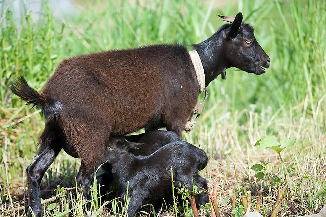 (서울=뉴스1) 한송아 기자 = 국내에서 흑염소는 육용 및 약용 목적으로 널리 사육되고 있으며, 최근 개식용 금지 추세에 따라 사육 규모도 점차 확대되고 있다(사진 이미지투데이). ⓒ 뉴스1