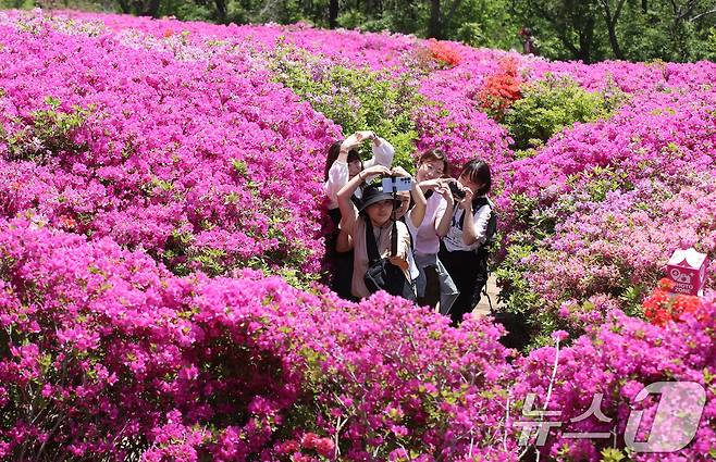 완연한 봄 날씨를 보인 30일 부산 부산진구 백양산 정상 애진봉 철쭉동산을 찾은 등산객들이 만개한 철쭉을 배경으로 사진을 찍고 있다.  2025.4.30/뉴스1 ⓒ News1 윤일지 기자