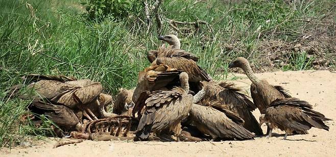 대머리수리가 맹수들이 먹다남은 누우사체를 파먹고 있다./Simon Birding Blog