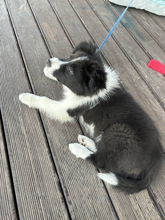 함바집 앞 보더콜리