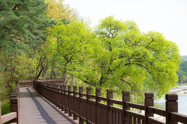 영주 시내에서 무섬마을로 이어지는 서천 자전거도로변에 버드나무가 자라 있다.