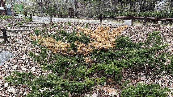 광릉숲 국립수목원에서 눈주목 일부가 고사해 잎이 갈색으로 변하는 피해를 입었다. 국립수목원 제공