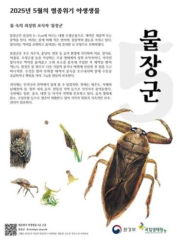 ▲ 암컷이 아닌 수컷이 알을 품고 보호하는 특성을 지닌 곤충 ‘물장군’이 5월의 멸종위기 야생생물로 선정됐다. 환경부 제공