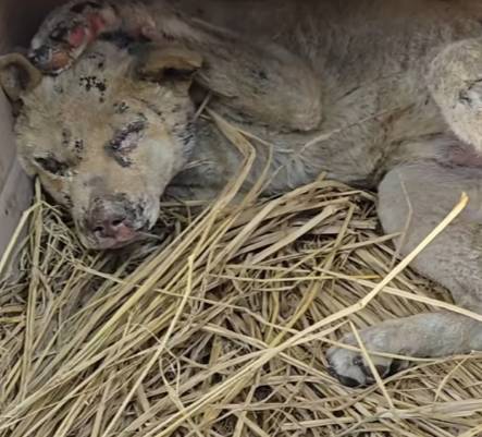 산불이 사그라든 뒤 집으로 돌아와 웅크리고 있던 개. 불이 남긴 깊은 상처가 짙게 새겨져 있었다. 말문이 막히는 재난을 겪은 뒤, 우린 어떤 질문을 던져야 할까. 아픔이나 슬픔으로만 남지 않게 나아가야 할 방향은 어디일까./사진=동물구조단체 위액트(@we.a.c.t)