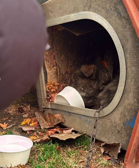 쓰러진 집에 들어가 있던 산불 피해견./사진=동물구조단체 위액트(@we.a.c.t)