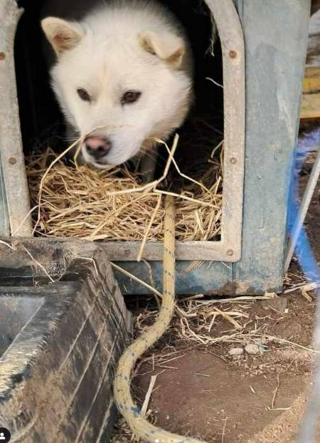 짧은 목줄에 묶인 개./사진=동물복지문제연구소 어웨어