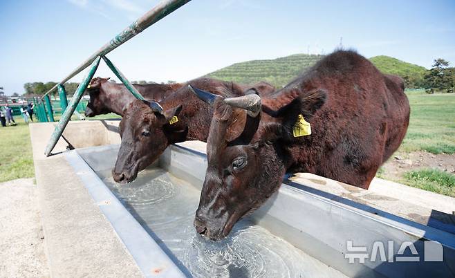 [제주=뉴시스] 우장호 기자 = 30일 오후 제주시 용강동 제주마 방목지에서 국가지정 천연기념물인 제주흑우 10마리가 방목되고 있다. 제주흑우는 기원전부터 제주에서 사육된 것으로 알려진 고유 재래종으로 2013년 7월 천연기념물로 지정된 이후 축산생명연구원에서 보호·관리되고 있다. 이번 시범 방목은 제주흑우의 보존가치를 높이고 도민과 관광객에게 제주의 독특한 목축문화유산을 소개하기 위해 처음 마련된 것이다. 2025.04.30. woo1223@newsis.com