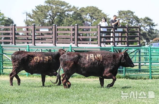 [제주=뉴시스] 우장호 기자 = 30일 오후 제주시 용강동 제주마 방목지에서 국가지정 천연기념물인 제주흑우 10마리가 방목되고 있다. 제주흑우는 기원전부터 제주에서 사육된 것으로 알려진 고유 재래종으로 2013년 7월 천연기념물로 지정된 이후 축산생명연구원에서 보호·관리되고 있다. 이번 시범 방목은 제주흑우의 보존가치를 높이고 도민과 관광객에게 제주의 독특한 목축문화유산을 소개하기 위해 처음 마련된 것이다. 2025.04.30. woo1223@newsis.com