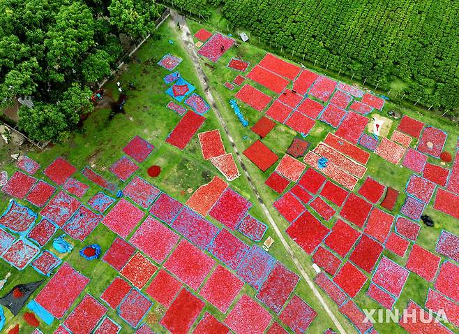 [판차가르=신화/뉴시스] 지난 28일(현지 시간) 방글라데시 최북단 판차가르에서 현지 농부들이 수확한 고추를 대형 비닐 위에 펼쳐 말리고 있다. 서늘한 기후와 비옥한 토양 덕분에 이 지역은 고추 재배에 적합한 곳으로 꼽힌다. 2025.04.30.