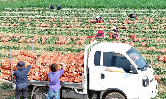 제주 서귀포시 대정읍 신도리 한 밭에서 농민들이 조생양파를 수확해 출하하고 있다. 연합뉴스