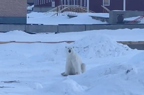 노르웨이 스발바르 제도의 한 호텔 앞에 북극곰이 앉아 있다. 출처=레베카 바크