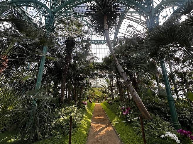 온실정원내 '콩고 하우스' (브뤼셀=연합뉴스) 정빛나 특파원 = 벨기에 국왕 주최 언론인 대상 리셉션이 열린 브뤼셀 라켄궁 온실정원 내부의 '콩고 하우스'. 아프리카 지역의 열대 식물을 기르는 구역이다. 
 이 온실정원은 잔혹한 콩고 식민통치로 악명이 높은 레오폴드 2세 재위 당시 건립된 곳으로, '어두운 역사'의 잔재라는 비판도 있다. 2025.4.29 shine@yna.co.kr