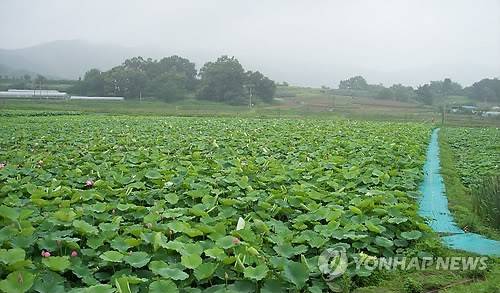 용인 농촌체험마을 [연합뉴스 자료사진]