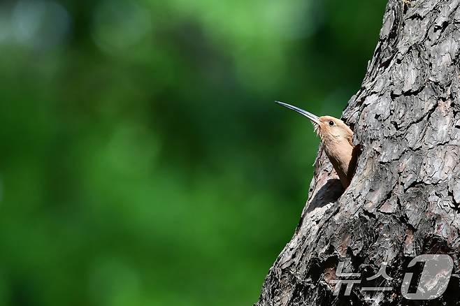 가정의 달 5월 첫 날인 1일 경북 경주시 황성공원 고목에 둥지를 튼 후투티가 둥지 밖을 살피고 있다. 2025.5.1/뉴스1 ⓒ News1 최창호 기자