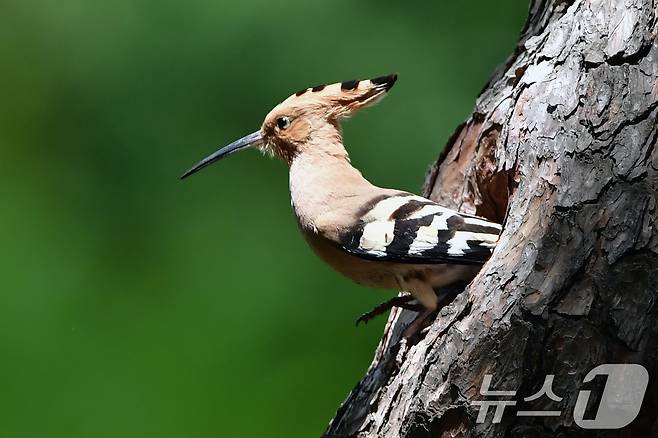 가정의 달 5월 첫 날인 1일 경북 경주시 황성공원 고목에 둥지를 튼 후투티가 먹잇감을 사냥을 준비하고 있다. 2025.5.1/뉴스1 ⓒ News1 최창호 기자