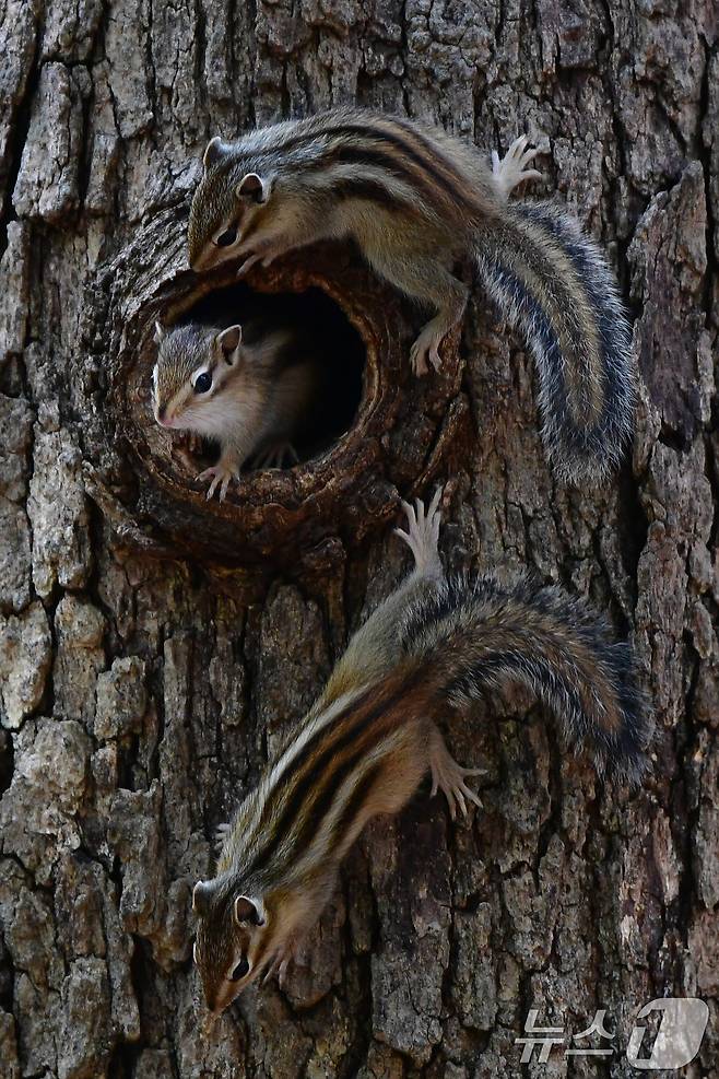 가정의 달 5월 첫 날인 1일 경북 경주시 황성공원 고목에 둥지를 튼 다람쥐들이 둥지 밖을 살피고 있다. 2025.5.1/뉴스1 ⓒ News1 최창호 기자