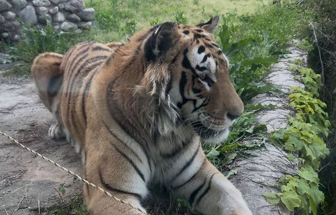 벵갈호랑이 '호광이'. 우치공원관리사무소 제공