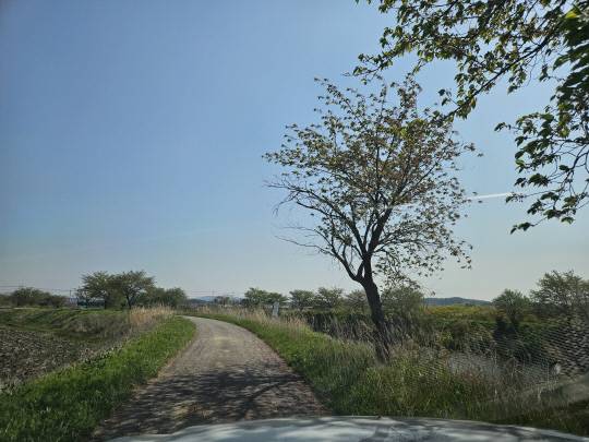 서산 청지천 가로수 절반 이상이 고사된 방치돼 있다. 독자 제공