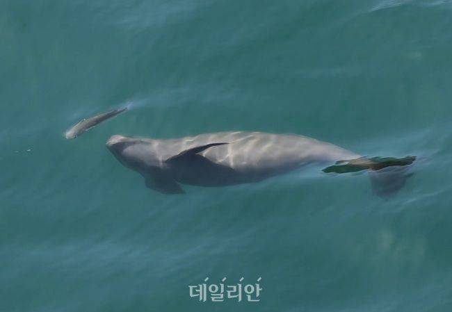 새끼 상괭이와 어미 상괭이가 먹이를 추적하는 영상. ⓒ국립공원공단