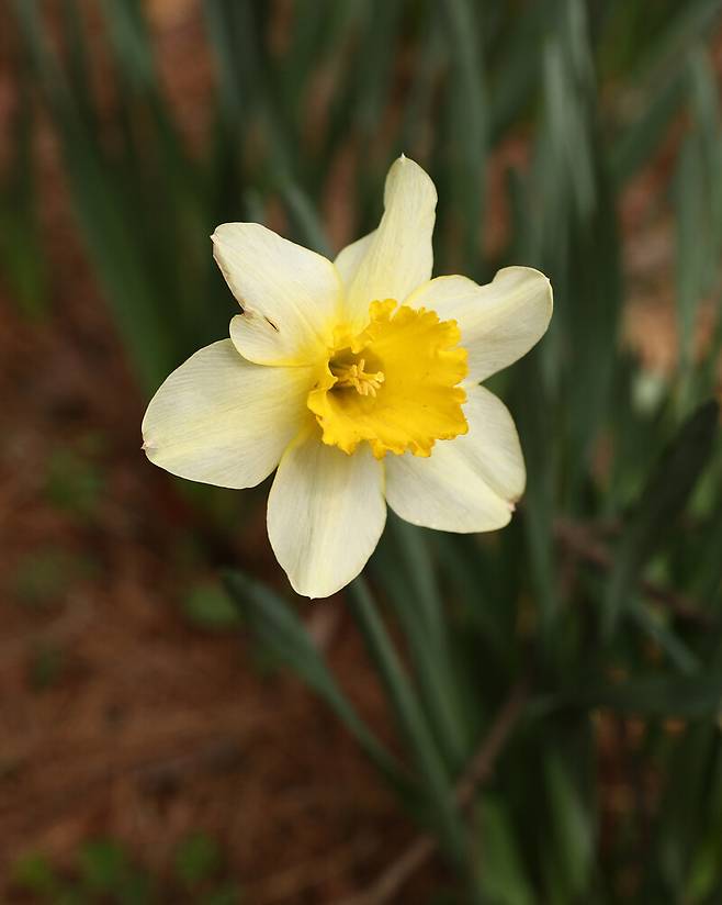 ‘서산 유기방가옥’ 수선화. 박미향 기자