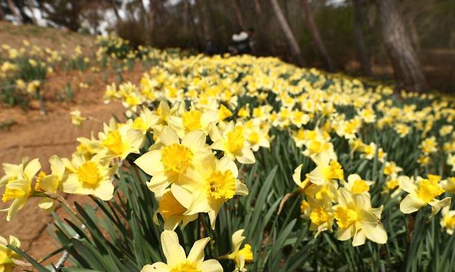 ‘서산 유기방가옥’ 수선화 풍경. 박미향 기자