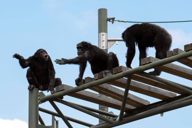 서울대공원 침팬지 무리가 야외 방사장 침팬지 타워에 올라가 있는 모습. 광복이와 관순이는 이 무리와 합사를 시도할 예정이다. 강예진 기자
