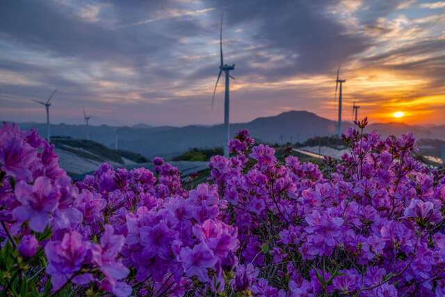 전남 영암군 금정면 연소리 활성산 풍력발전단지 뒤로 아침 해가 떠오르고 있다. 햇빛을 받은 철쭉꽃이 휘황찬란한 분홍빛을 내뿜으며 그림 같은 풍경을 펼쳐놓고 있다.