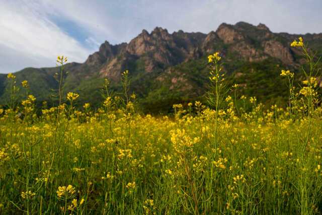 노란 꽃물결을 이루고 있는 천황사지구 유채꽃 경관단지.