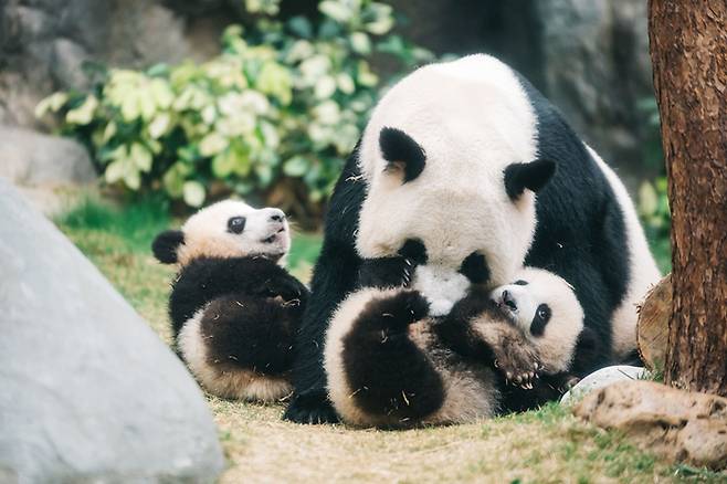 홍콩 오션파크에는 판다 쌍둥이를 볼 수 있는 ‘자이언트 판다 어드벤처’ 전시장이 있다.  / 사진=홍콩관광청
