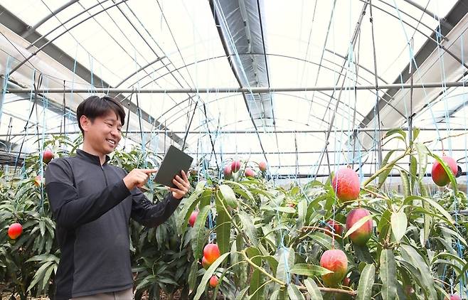 지난 30일 제주 서귀포시 남원리에 위치한 애플망고 농장 ‘양지물’에서 농장주 현재휘 사장이 갤럭시 탭으로 하우스별 온도·습도와 에어컨 작동 상태를 확인하고 있다. 삼성전자