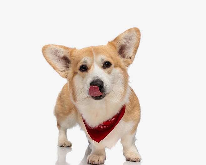 [게티이미지뱅크]