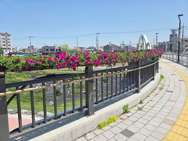 [함양=뉴시스] 함양군 읍시가지 교량 3개소 걸이화분 설치 (사진=함양군 제공) 2025. 05. 01. photo@newsis.com *재판매 및 DB 금지