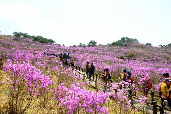 비슬산군립공원은 시민이 즐겨 찾는 관광 명소다. 대구시 제공