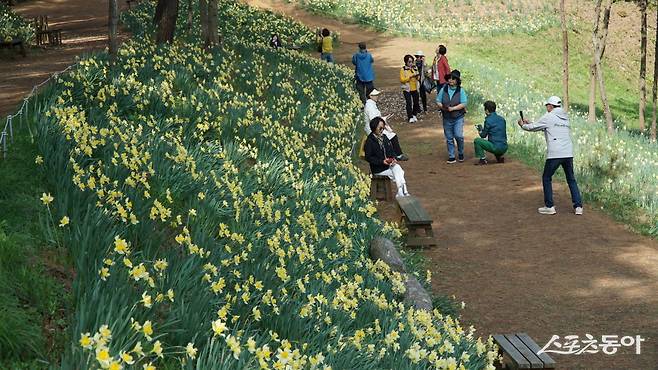 서산 유기방가옥 수선화꽃밭에서 사진을 찍는 관광객들. 개화 시기에 따라 차이가 있지만 보통 4월 30일까지는 수선화를 볼 수 있다                 충남｜김재범 기자 oldfield@donga.com