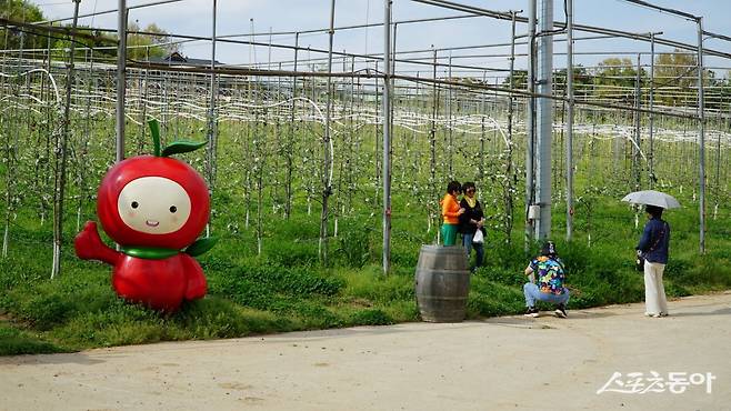 예산 은성농원의 사과밭에서 관광객이 사진을 찍고 있다. 예산사과를 처음 재배한 지역인 고덕면에 있는 은성농원은 6000여 그루의 사과나무에서 친환경 농법으로 사과를 재배한다             충남｜김재범 기자 oldfield@donga.com