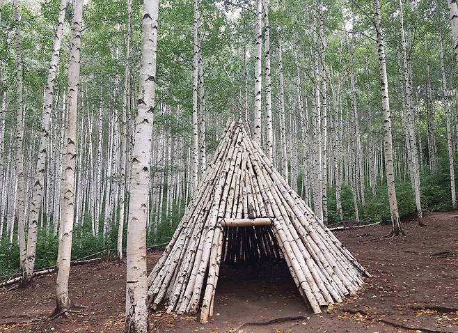 인제 자작나무숲 [국립산림과학원 제공. 재판매 및 DB 금지]