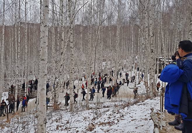 인제 자작나무숲(겨울철) [국립산림과학원 제공. 재판매 및 DB 금지]