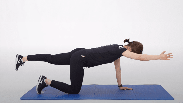 버드 독(Bird Dog) | 출처: 하이닥 유튜브